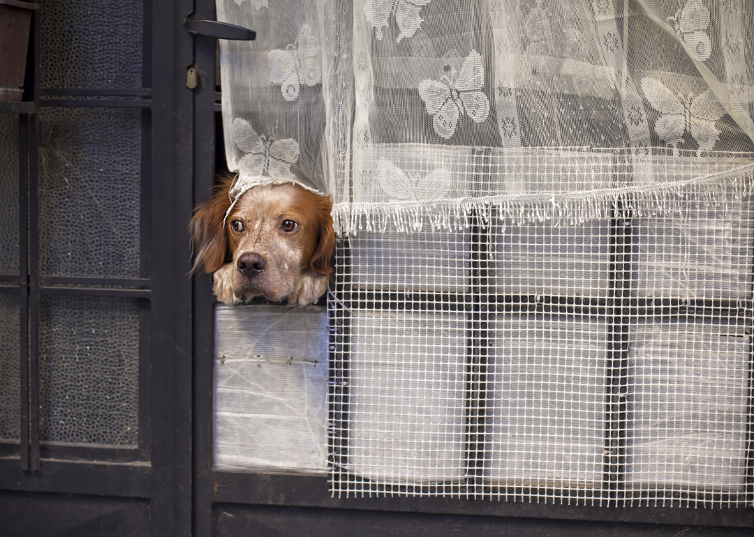 You don't need to ignore your dog when you're leaving her alone